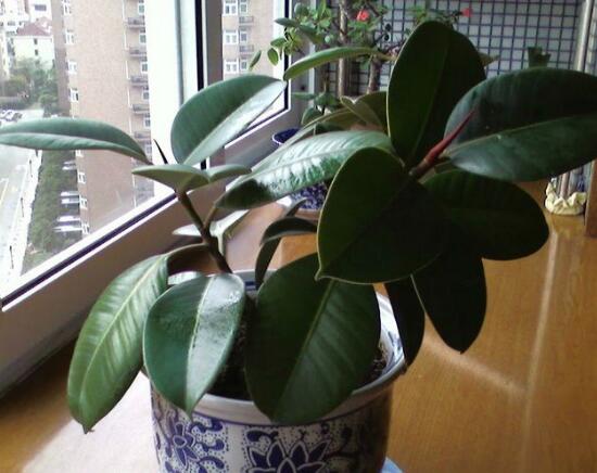 橡皮樹盆景怎么養(yǎng)護，橡皮樹的四季養(yǎng)護方法