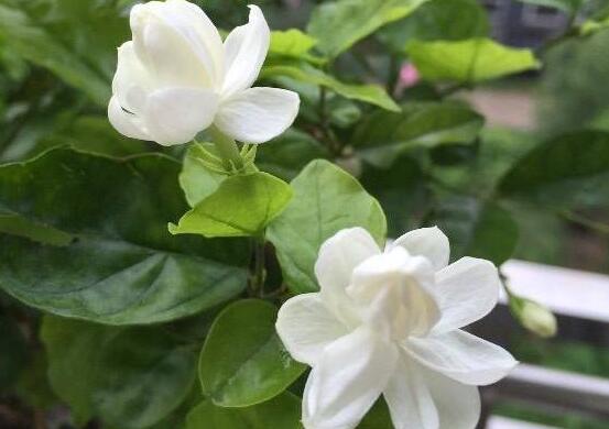 茉莉花有毒嗎，茉莉花可以放在室內(nèi)嗎