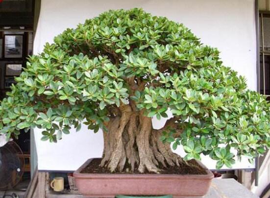 榕樹圖片，榕樹開花圖片