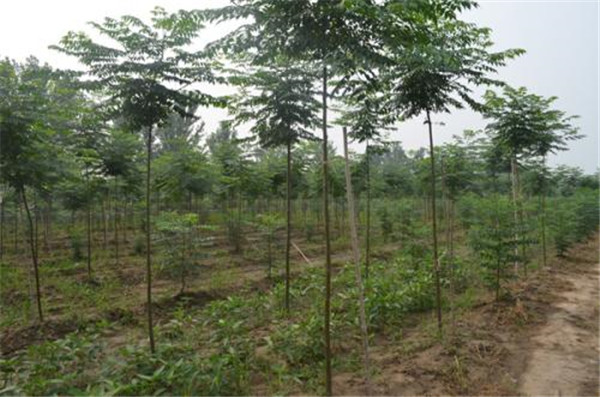 苦楝形態(tài)特征