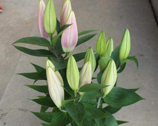 百合花葉子發(fā)黃怎么辦，教你五種方法讓它恢復生機
