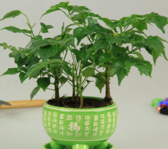 平安樹爛根怎么辦，平安樹爛根處理方法