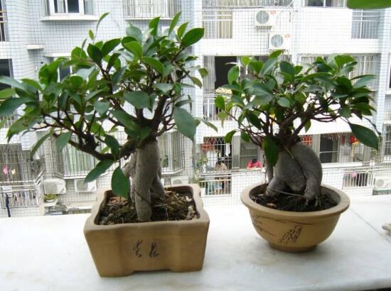 榕樹盆景冬天怎么養(yǎng)，盆景榕樹冬季注意事項