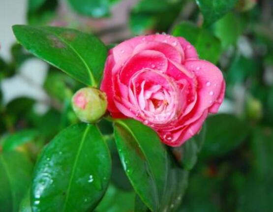 四季茶花的養(yǎng)殖方法和注意事項(xiàng)，老農(nóng)總結(jié)八大基本方法