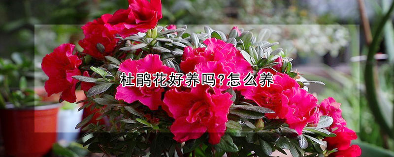 杜鵑花好養(yǎng)嗎?怎么養(yǎng)