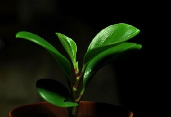 碧玉花有毒嗎，碧玉花可以養(yǎng)在室內(nèi)嗎