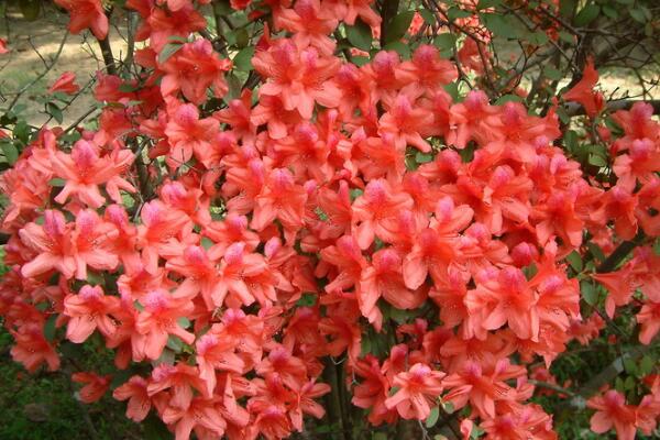 杜鵑花花期養(yǎng)護(hù)，需要注意的5個(gè)方面