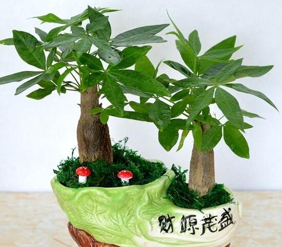 發(fā)財(cái)樹(shù)怎么管理，發(fā)財(cái)樹(shù)夏季的管理方法