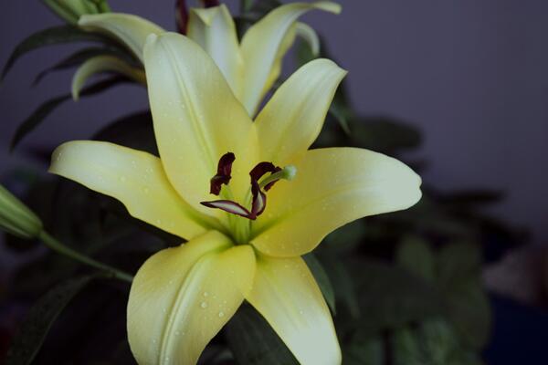 盆栽百合花怎么養(yǎng)，總結(jié)百合花養(yǎng)殖5大要點(diǎn)