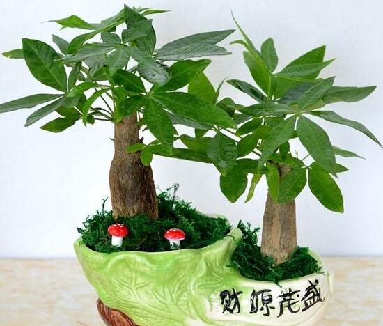 小發(fā)財(cái)樹怎么養(yǎng)，小發(fā)財(cái)樹的養(yǎng)殖方法
