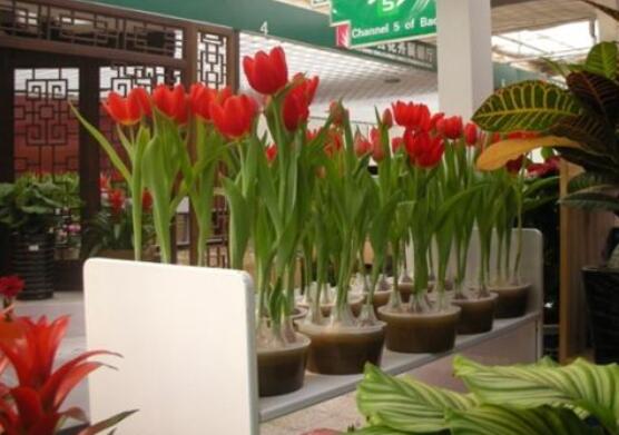 郁金香的養(yǎng)護(hù)方法，老農(nóng)教你簡單易學(xué)四種方法(土培和水培)