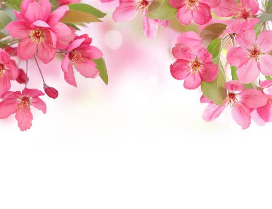 海棠花怎么澆水，海棠花澆水方法