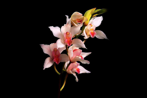 蘭花寓意及花語是什么，高貴典雅/樂觀積極/愛國