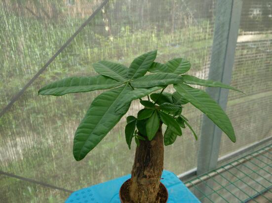 發(fā)財樹的種植技巧，教你七大方法養(yǎng)的青翠欲滴