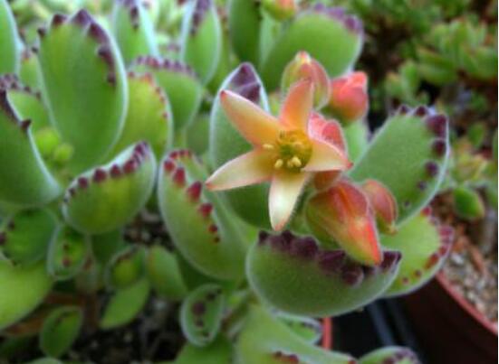 熊童子多久開花，每年7-9月間含苞盛放(夏末秋初)