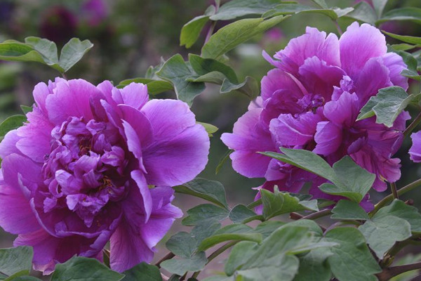 紫氣東來(lái)植物怎么澆水