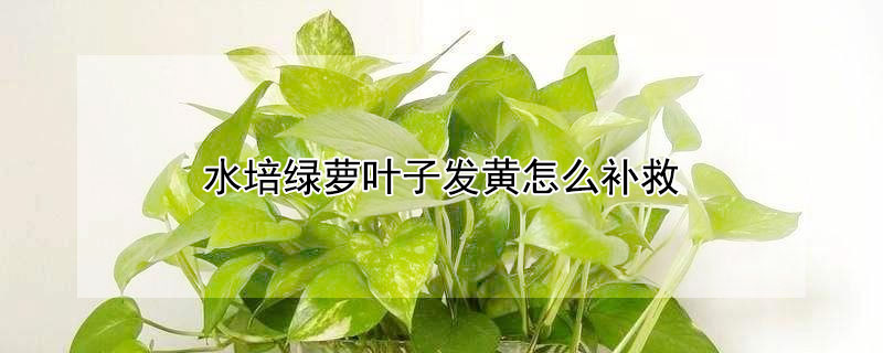 水培綠蘿葉子發(fā)黃怎么補救