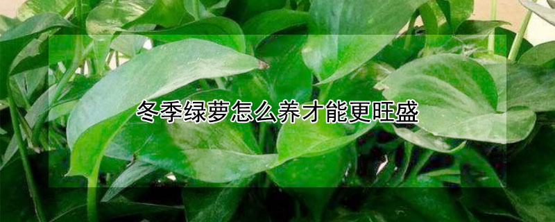 冬季綠蘿怎么養(yǎng)才能更旺盛
