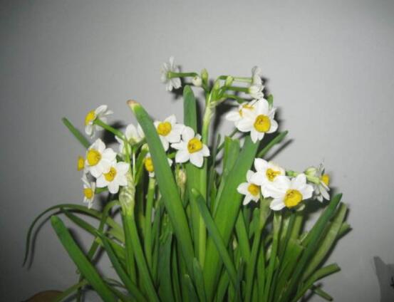 關(guān)于水仙花的知識，老農(nóng)解析五個最全面的概述