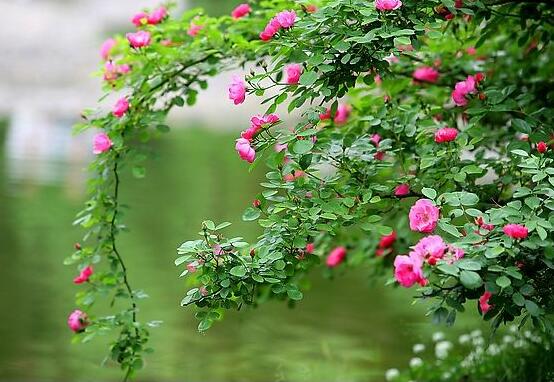 薔薇花怎么不開花，教你三種原因以及解決方法