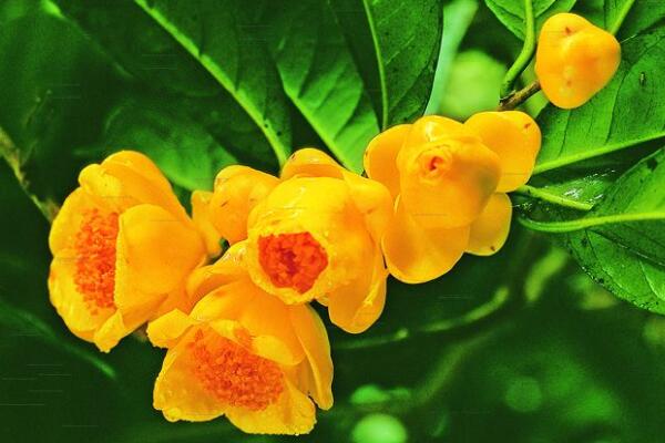 茶花怎么澆水，四季的澆水各不相同