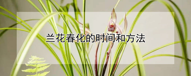 蘭花春化的時(shí)間和方法