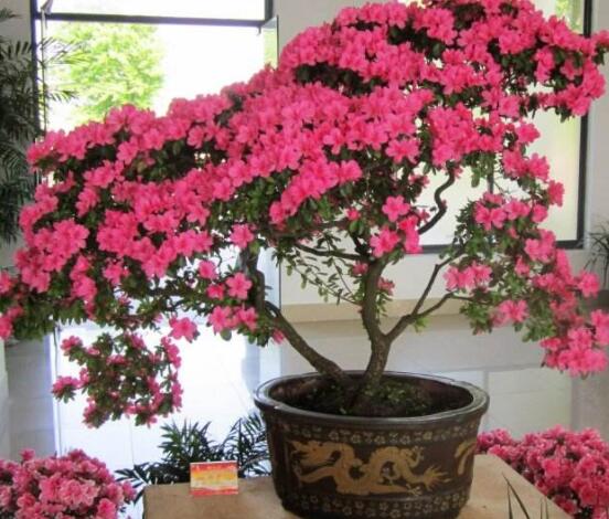好看的杜鵑花盆景圖片欣賞，花色艷麗、幸福安康
