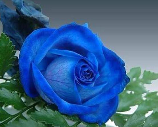 薔薇花圖片大全，細數(shù)薔薇花八種圖片大全