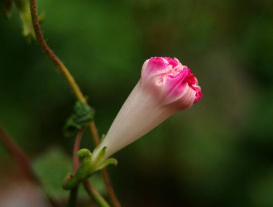 牽牛花有毒嗎，牽?；梢栽谑覂?nèi)養(yǎng)嗎