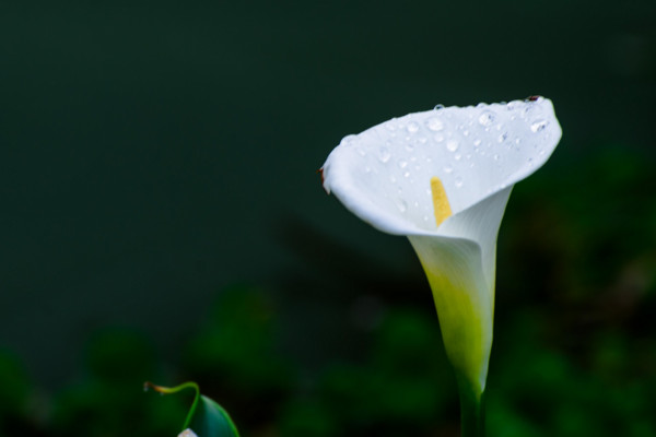 馬蹄蓮花語(yǔ)