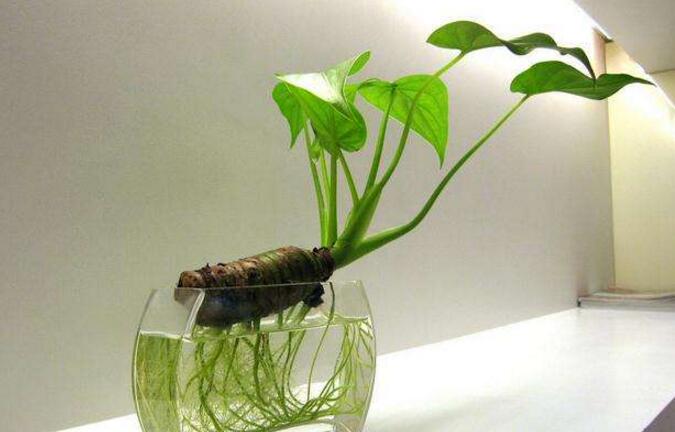 滴水觀音中毒怎么辦，中毒后的處理措施