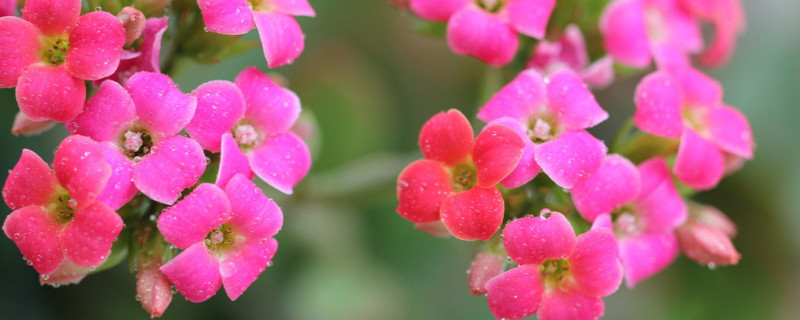 長壽花只剩光桿怎么養(yǎng)