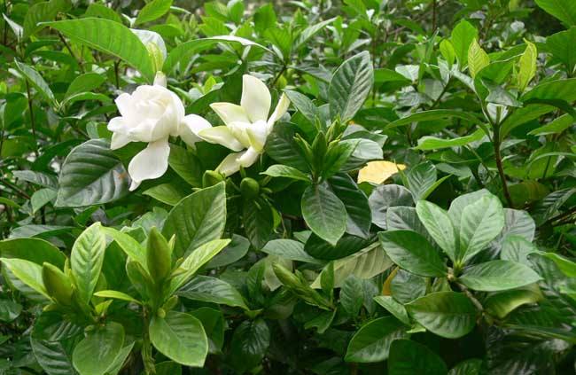 梔子花什么時(shí)候澆水，一天中最佳澆水時(shí)間是清晨和傍晚