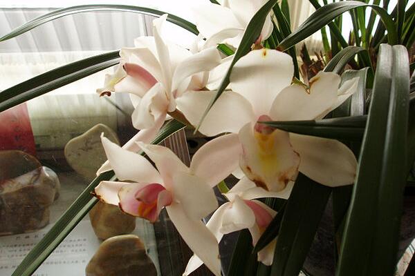 蘭花秋天怎么養(yǎng)，蘭花怎么養(yǎng)才能開(kāi)花