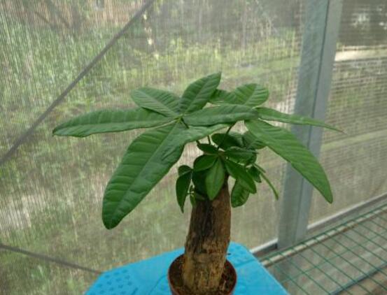 發(fā)財樹發(fā)芽多久可以切掉，發(fā)芽半個月后可切掉