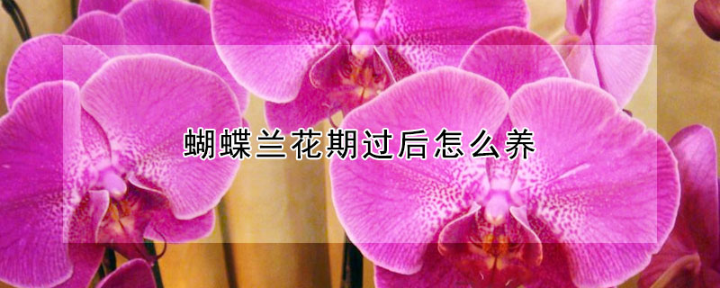 蝴蝶蘭花期過后怎么養(yǎng)