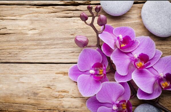 盆栽蘭花怎么養(yǎng)，五種植方法和技巧教你養(yǎng)好蘭花