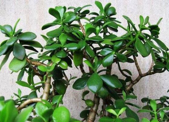 玉樹花盆景圖片大全，每個(gè)盆景都玉樹臨風(fēng)、多姿多彩
