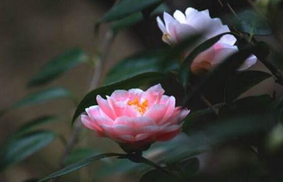 四季茶花的養(yǎng)殖方法和注意事項(xiàng)，老農(nóng)總結(jié)八大基本方法