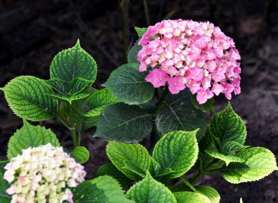 繡球花只長(zhǎng)葉子不開(kāi)花，做好四點(diǎn)解決辦法便花開(kāi)爆盆