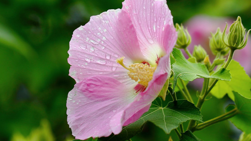 芙蓉花葉子為什么發(fā)黃