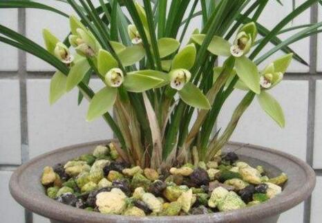十種名貴的蘭花品種，素冠荷鼎拍出千萬(wàn)高價(jià)