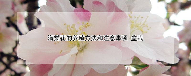 海棠花的養(yǎng)殖方法和注意事項 盆栽