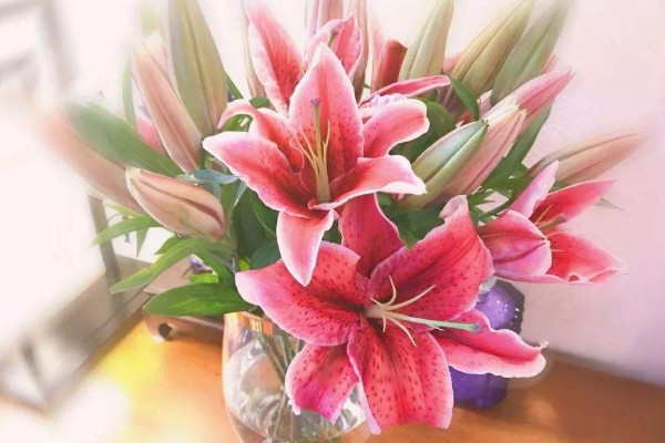 粉百合花語(yǔ)
