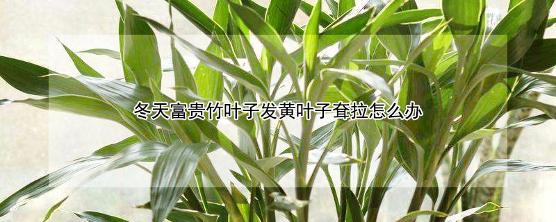 冬天富貴竹葉子發(fā)黃葉子耷拉怎么辦