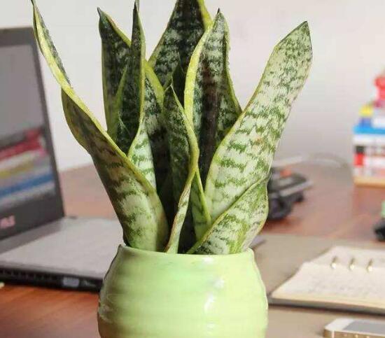 虎皮蘭要曬太陽嗎，如何讓虎皮蘭爆盆