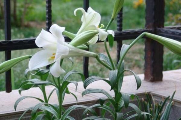 盆栽百合花怎么養(yǎng)，總結(jié)百合花養(yǎng)殖5大要點(diǎn)