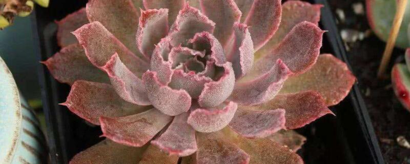 晚霞怎么爆側(cè)芽