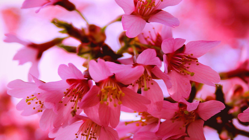 桃花花語(yǔ)