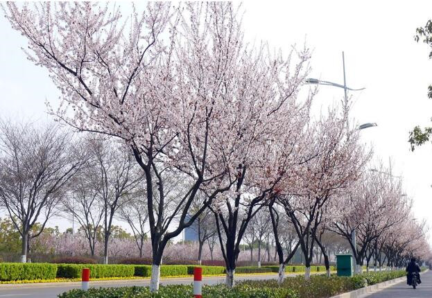 紫葉李基本資料